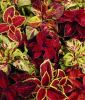 Coleus blumei "Wizard Select Mix" - Buntnessel