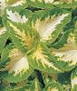 Coleus blumei 