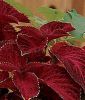 Coleus blumei "Wizard Velvet Red" - Buntnessel
