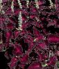 Coleus blumei 