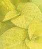 Coleus blumei 
