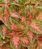 Coleus blumei 
