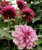 Seerosen-Dahlie "Creme de Cassis"