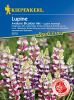 Lupinus hartwegii "Avalune Bicolor Mischung" - Einjhrige Lupine