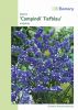 Limonium sinuatum 