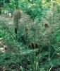 Foeniculum vulgare "Smokey" - Bronzefenchel