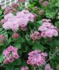 Ageratum houstonianum "Victoria Rose F1" - Leberbalsam