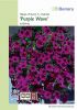 Petunia hybrida "Wave F1 Purple" - Hngepetunie