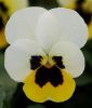 Viola cornuta "Sorbet XP F1 Lemon Ice Blotch" - Hornveilchen