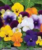 Viola cornuta "Sorbet XP F1 Total Mix" - Hornveilchen