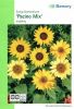 Helianthus annuus "Pacino Mix" - Sonnenblume