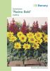 Helianthus annuus "Pacino Gold" - Zwerg Sonnenblume