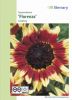 Helianthus annuus "Florenza" - Sonnenblume