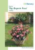 Begonia x benariensis "Big F1 Rosa dunkellaubig" - Solitr-Begonie