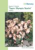 Begonia semperflorens "Super Olympia F1 Starlet" - Eisbegonie