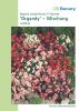 Begonia semperflorens "Organdy F1 Mischung" - Eisbegonie