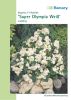 Begonia semperflorens "Super Olympia F1 Wei" -  Eisbegonie