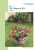Begonia x benariensis "Big F1 Rot grnlaubig" - Solitr-Begonie