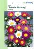 Callistephus chinensis "Astoria Mischung" - Aster