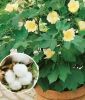 Gossypium herbaceum - Topfbaumwolle