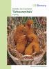 Zierkrbis "Schwanenhals" - Cucurbita pepo