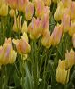 Mehrbltige Tulpe Antoinette