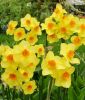 Narcissus jonquilla 