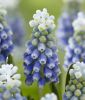 Muscari armeniacum "Touch of Snow" - Armenische Traubenhyazinthe