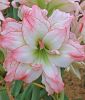 Hippeastrum - Amaryllis 