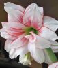 Hippeastrum - Amaryllis "Elvas" (Zimmerpflanze)
