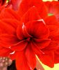 Hippeastrum - Amaryllis "Double Dragon" (Zimmerpflanze)