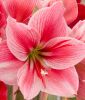 Hippeastrum - Amaryllis "Gervase Galaxy" (Zimmerpflanze)
