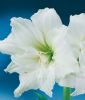 Hippeastrum - Amaryllis "White Nymph" (Zimmerpflanze)
