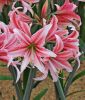 Hippeastrum - Amaryllis "Sweet Lilian" (Zimmerpflanze)