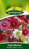 Xeranthemum annuum - Papierblumen Mischung