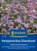 Verbena bonariensis - Patagonisches Eisenkraut, Argentinische Verbene
