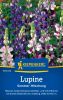 Lupinus hartwegii "Sommer Mischung" - Einjhrige Lupine