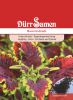 Coleus blumei "Regenbogenmischung" - Buntnessel