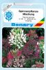 Cleome spinosa "Mischung" - Spinnenblume