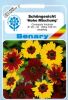 Coreopsis tinctoria 