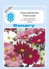 Cosmos bipinnatus "Frhwunder" - Schmuckkrbchen