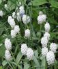 Muscari botryoides "Album" - Weie Straubltige Traubenhyazinthe