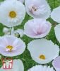 Cosmos bipinnatus "Cupcakes Mischung" - Schmuckkrbchen