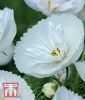 Cosmos bipinnatus "Cupcakes Wei" - Schmuckkrbchen
