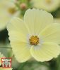 Cosmos bipinnatus "Lemonade" - Schmuckkrbchen
