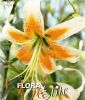 Lilium "Lady Alice" - Tulbandlilie
