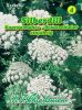 Ammi majus "Brautschleier" - Silberdill , Knorpelmhre