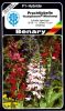 Lobelia speciosa "Kompliment Mischung" - Prachtlobelie