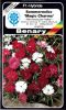 Dianthus chinensis "Magic Charms"- Sommernelke