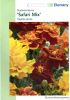 Tagetes patula "Safari Mix" - Studentenblume